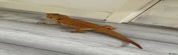 Bearded Dragon reptiles for sale: Bearded dragon and full viv set up in Worcester - Advert 3