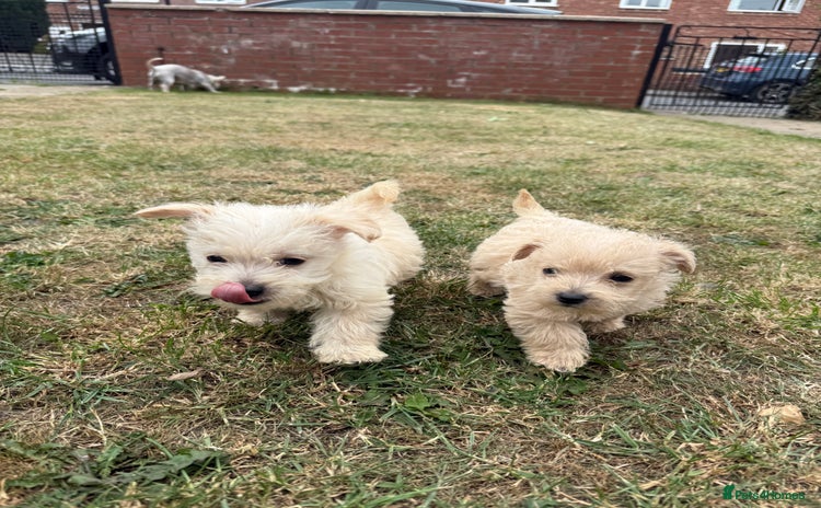 West Highland Terrier dogs - Advert 3