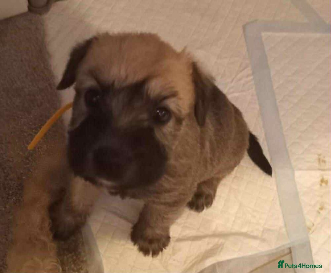 Soft Coated Wheaten Terrier dogs for sale: Soft coated wheaten terrier puppies  - Image 4