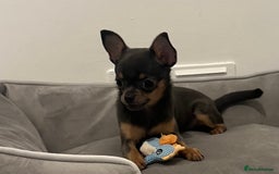 Chihuahua dogs for sale: Looking for her forever home! - Image 5
