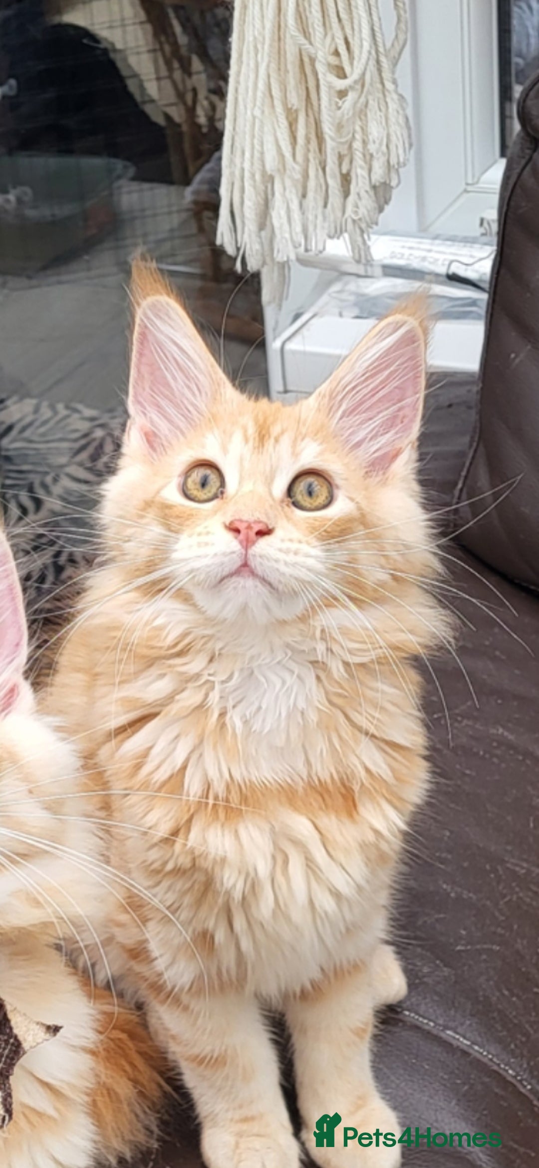Maine Coon cats Maine Coon kittens ready now - Advert 2
