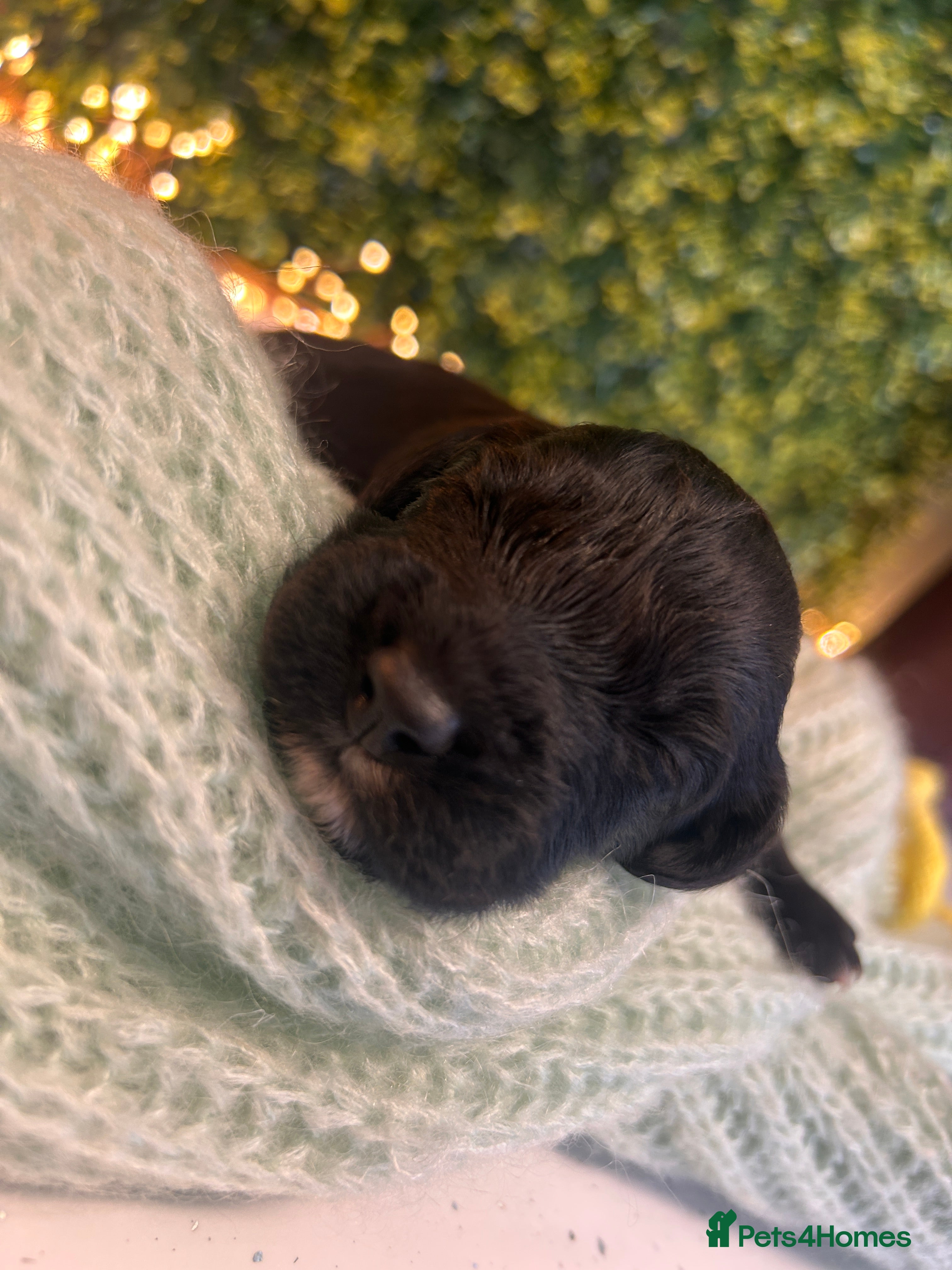 Sprocker dogs 5* Breeder Tested Rare F1b Sprocker Puppies - Advert 2