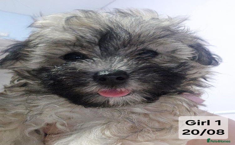 Maltipoo dogs - Advert 5