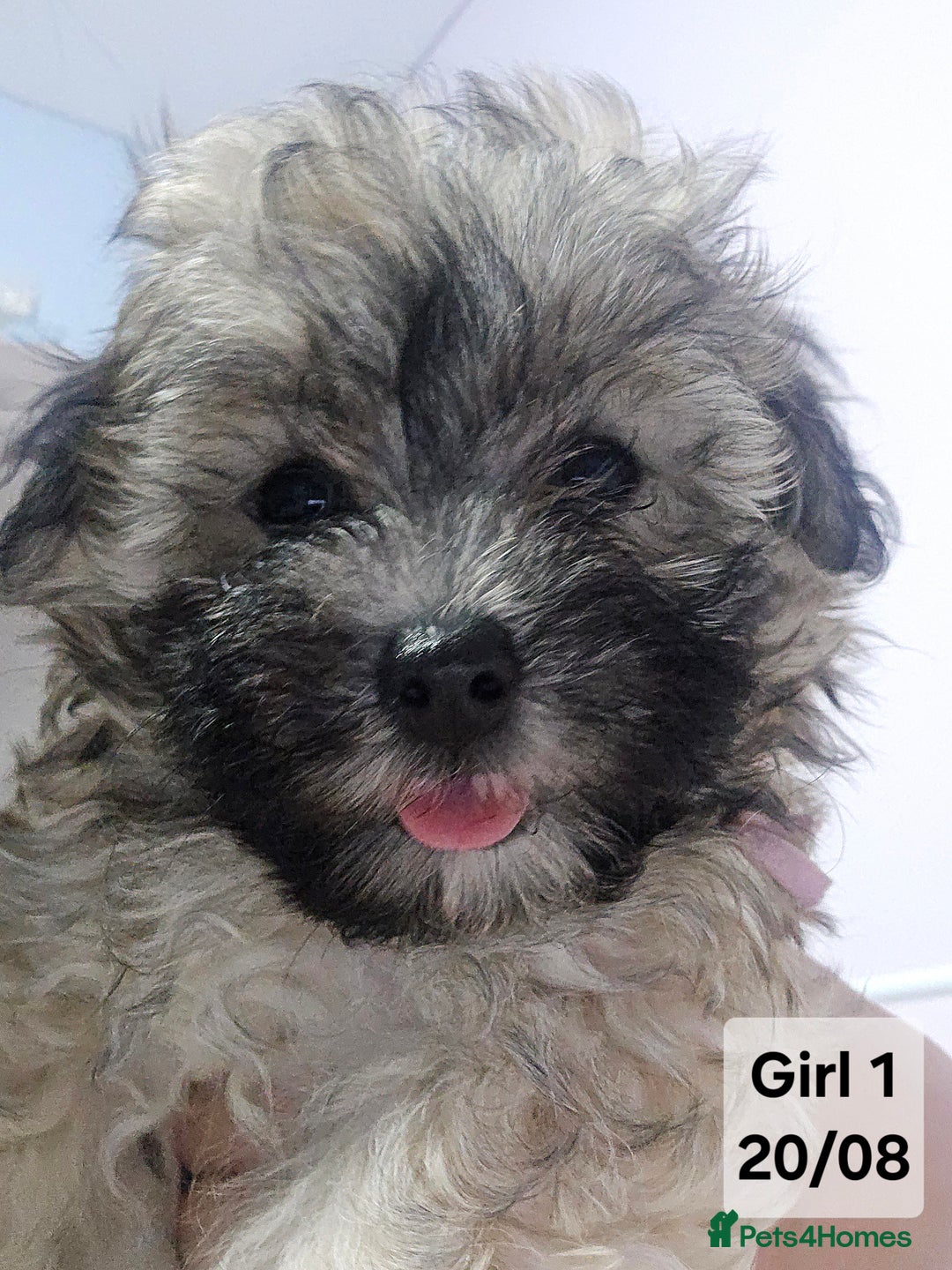 Maltipoo dogs for sale: Maltipoo puppy's - ready august 19th!  - Image 1
