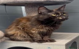 Maine Coon cats for sale: Tortie maine coon girl looking for adoption - Image 3