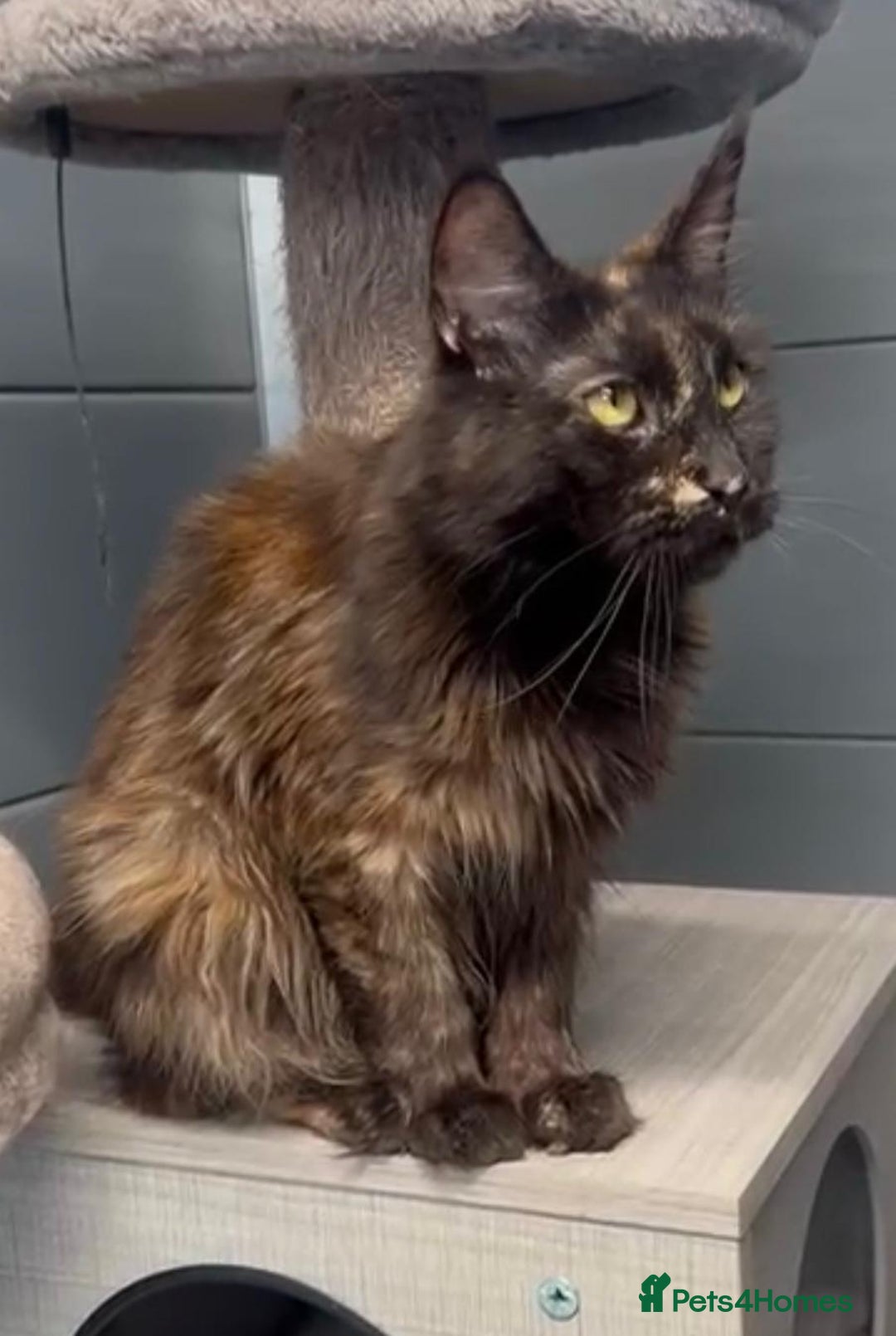Maine Coon cats for sale: Tortie maine coon girl looking for adoption - Image 3