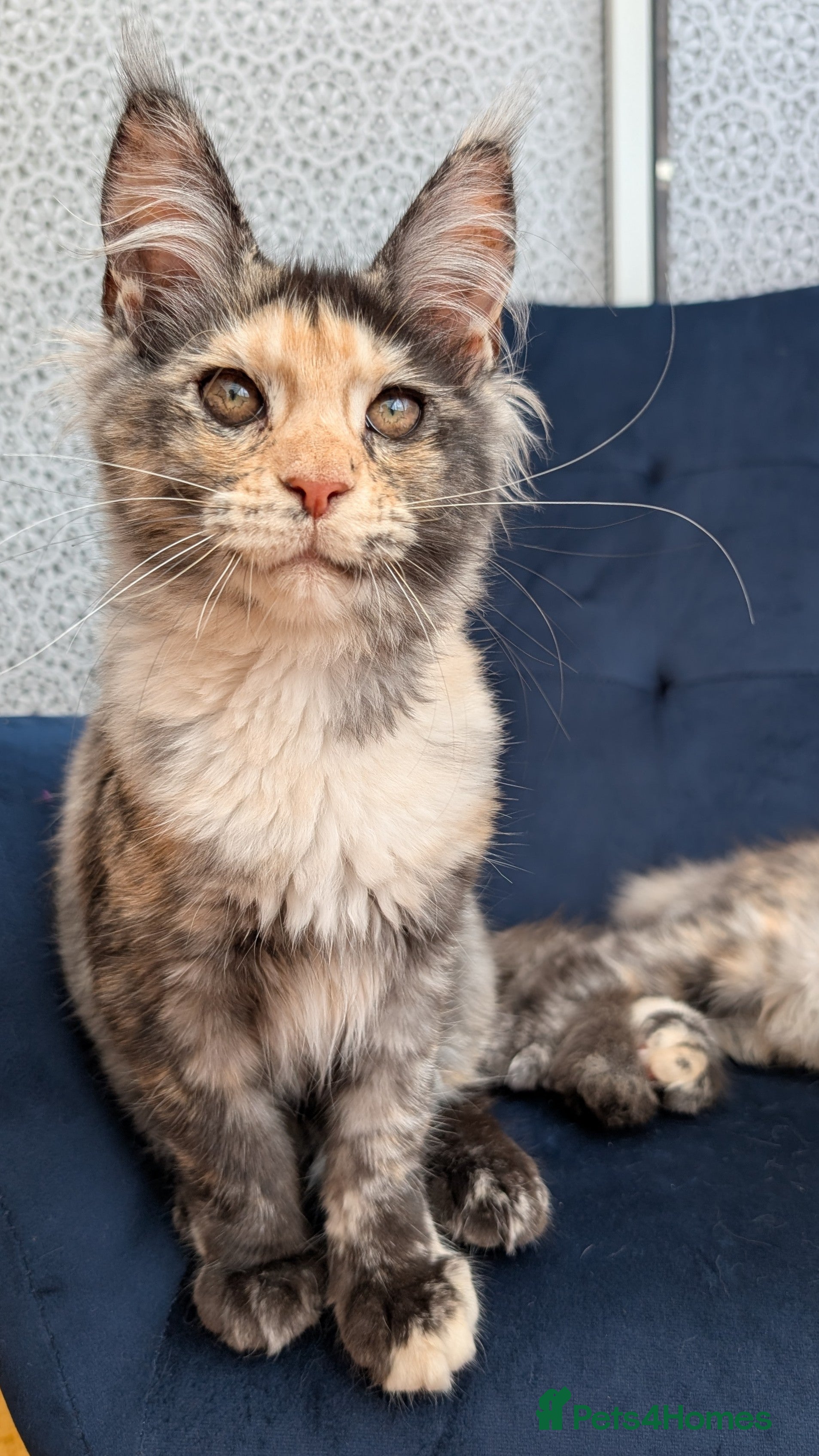 Maine Coon cats Tica Registered Maine coon kittens - Advert 2