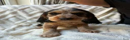 Cocker Spaniel dogs for sale: 9 Gorgeous Cocker Spaniel Puppies For Sale! - Advert 5