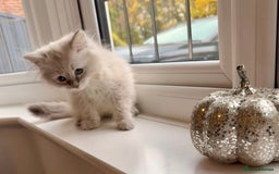 Siberian cats for sale: Stunning Siberian Kitten -Hypoallergenic  - Image 4