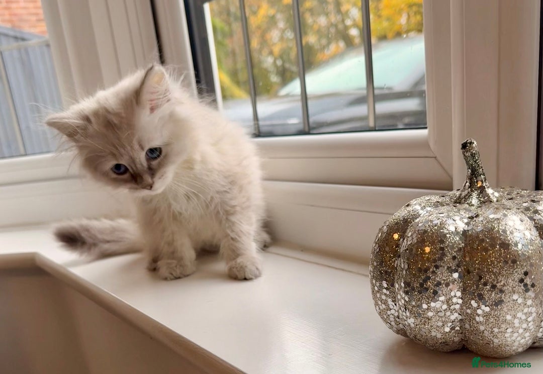 Siberian cats for sale: Stunning Siberian Kitten -Hypoallergenic  - Image 4