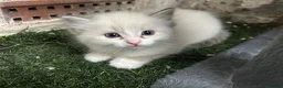 Ragdoll cats for sale: 🐾 Pure Ragdoll Kittens 🐾 - Advert 12