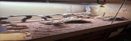 Bearded Dragon reptiles for sale: Rio bearded dragon  in Christchurch - Advert 6