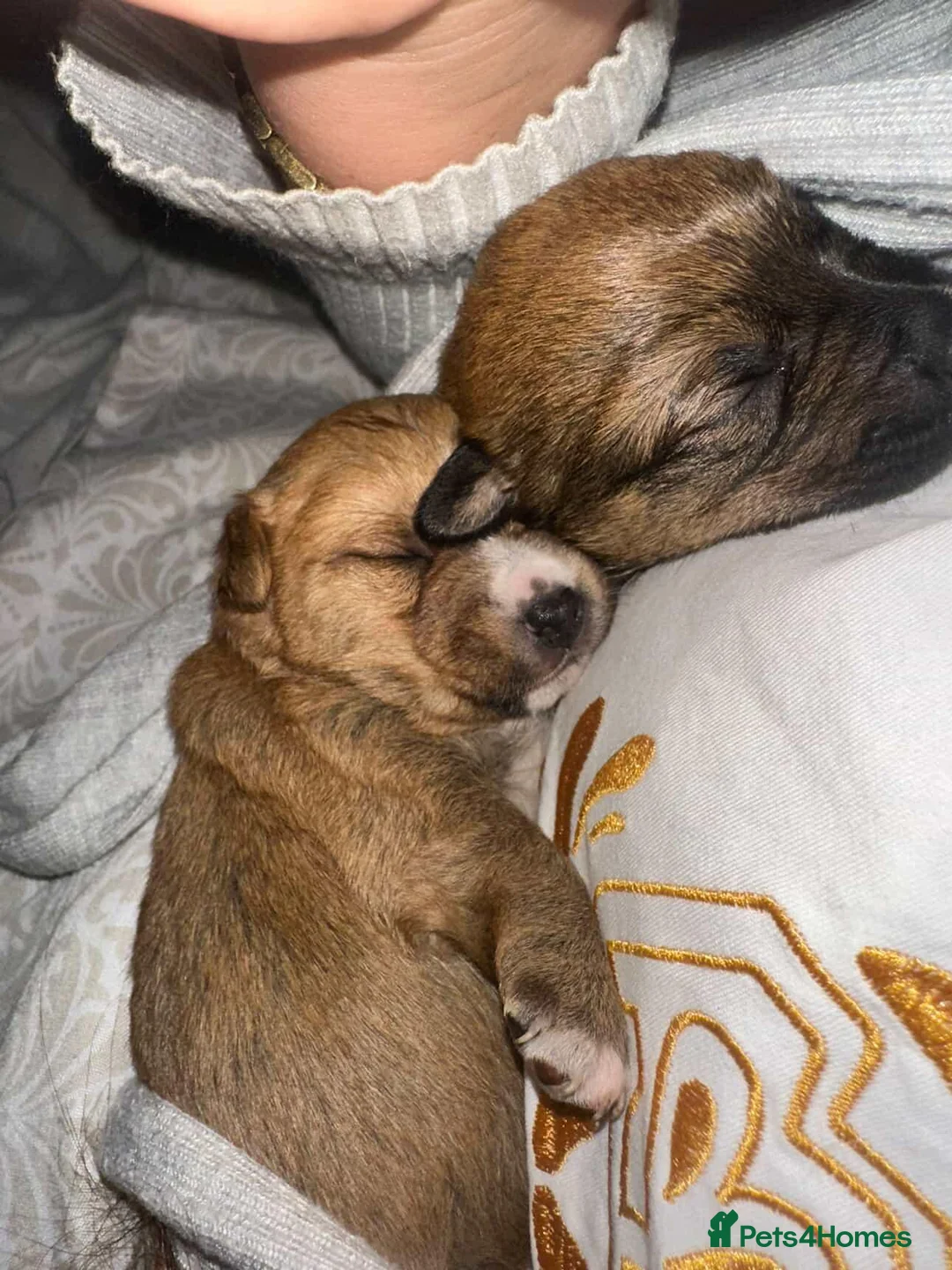 Mixed Breed dogs for sale: Stunning puppies for sale 😍 x in Leeds - Advert 12