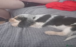 Cocker Spaniel dogs for sale: Cockerspaniel boy 12 weeks old  - Image 1
