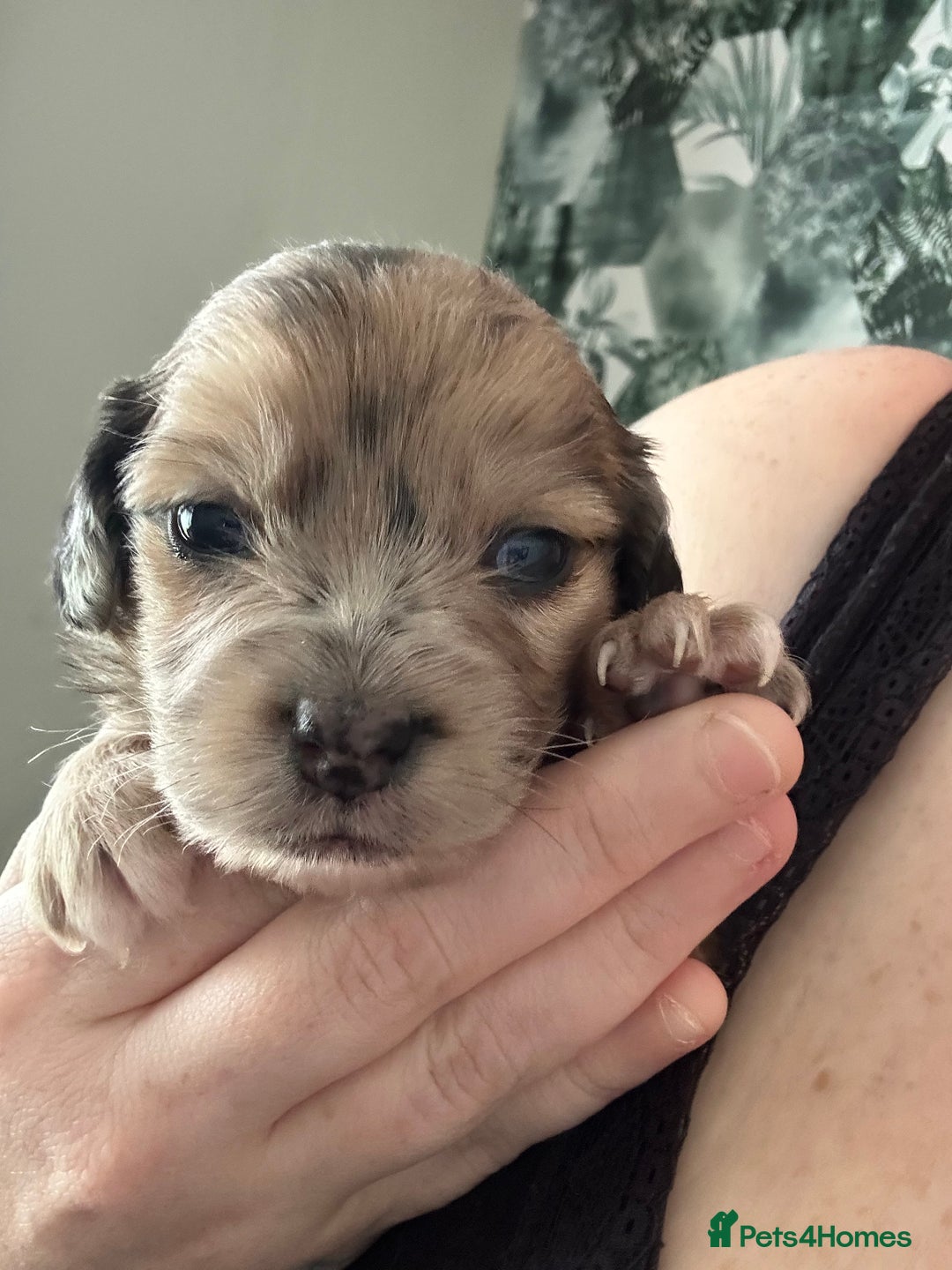 Mixed Breed dogs for sale: American cocker spaniel x Pomeranian  - Image 2
