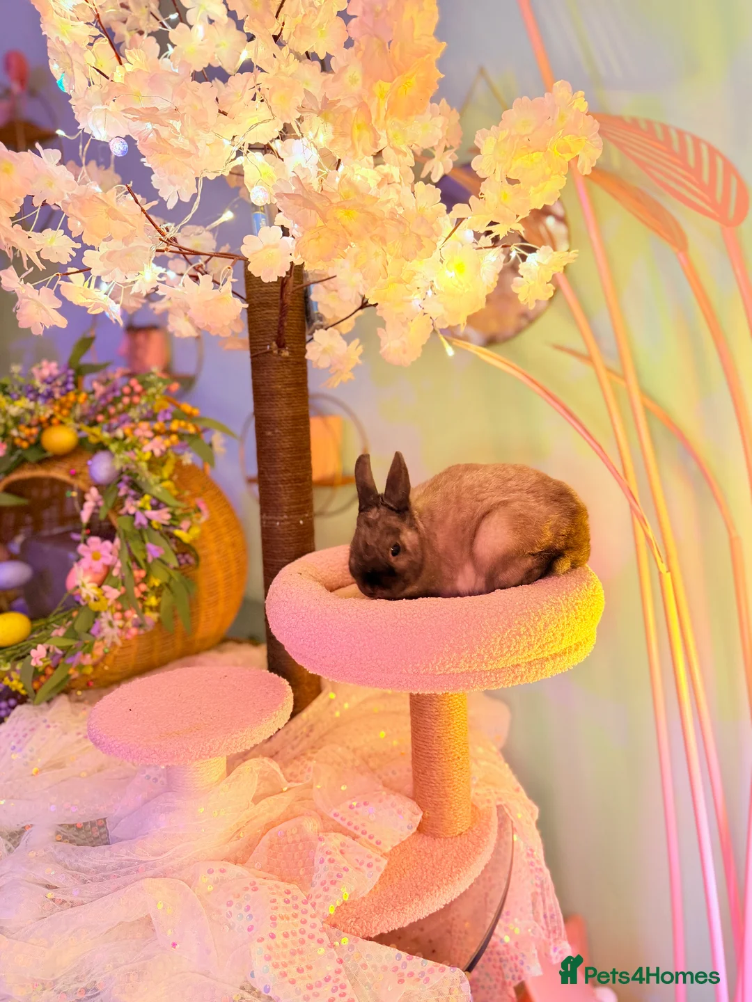 Netherland Dwarf rabbits for sale: Urgent rehoming. Young Netherland dwarf+ mini lop - Advert 17