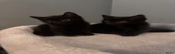 Mixed Breed cats for sale: Beautiful kittens  - Advert 13