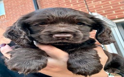 Cocker Spaniel dogs for sale: Beautiful Cocker Spaniel Pups - Image 6