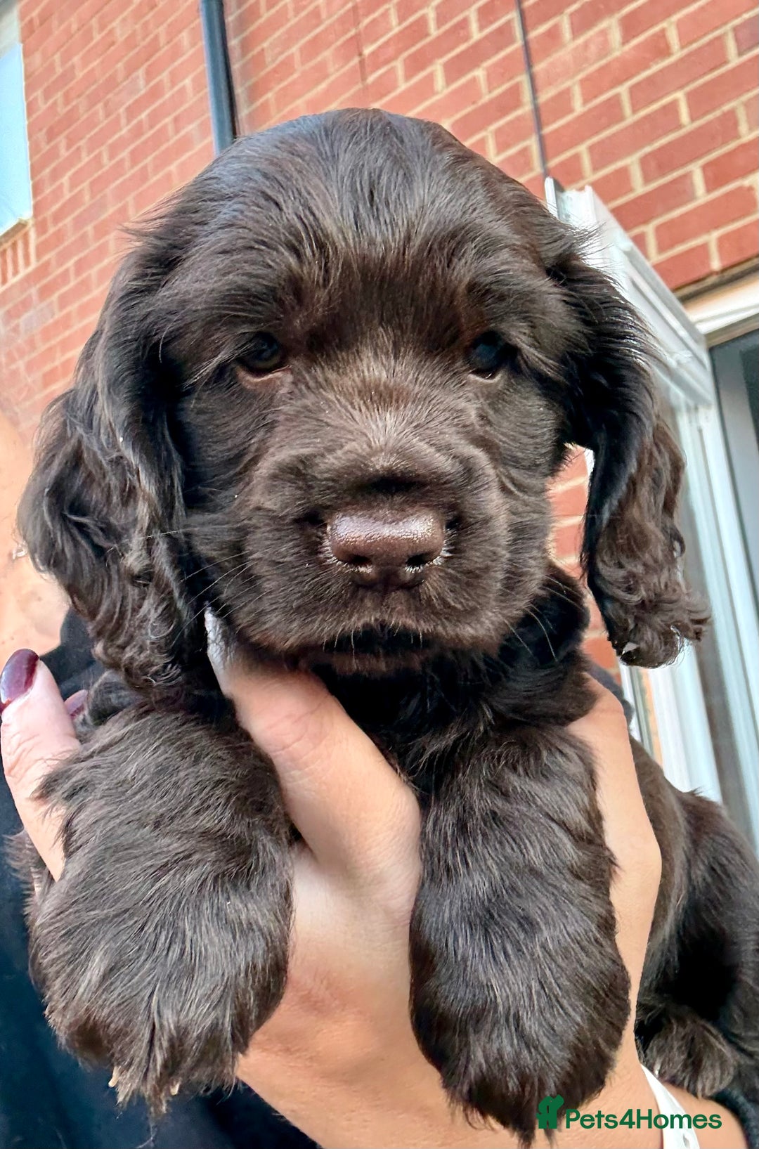 Cocker Spaniel dogs for sale: Beautiful Cocker Spaniel Pups - Image 6