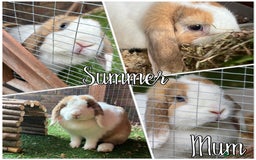 Mini Lop rabbits for sale: 2 beautiful mini lop girls available  - Image 17