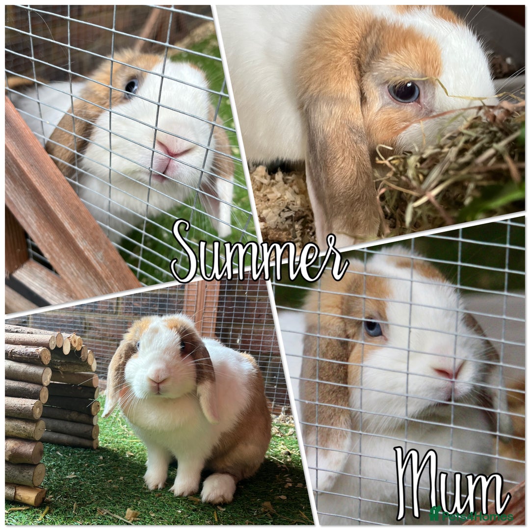 Mini Lop rabbits for sale: 2 beautiful mini lop girls available  - Image 17