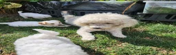 Bichon Frise dogs for sale: Bichon frise,, - Advert 10