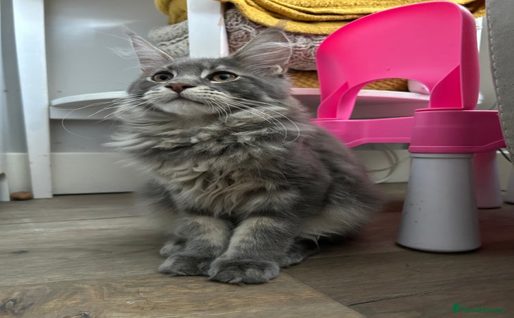 Maine Coon cats - Advert 10