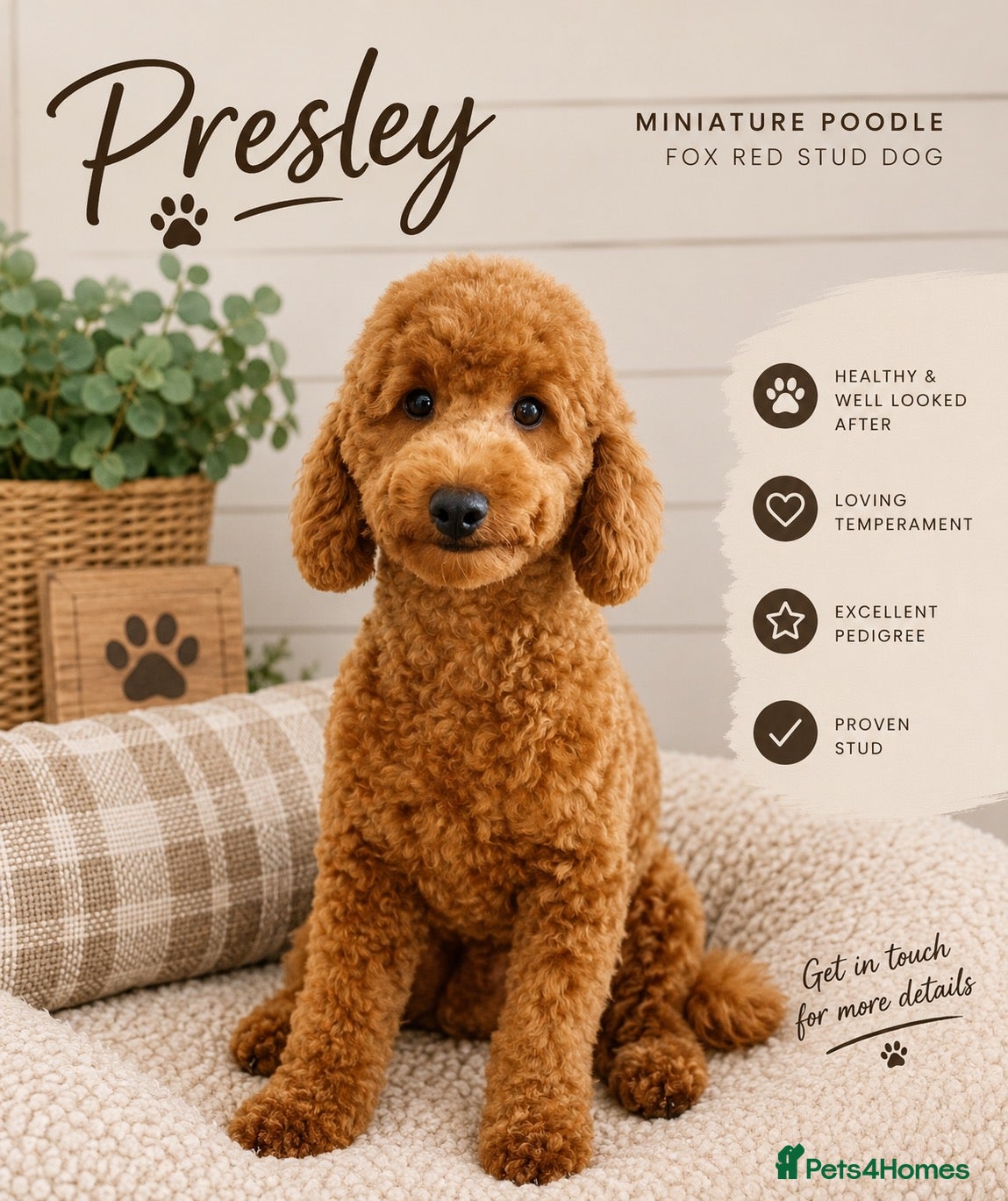 Miniature Poodle dogs for stud: MINIATURE POODLE FOX RED KC HEALTH TESTED - Advert 4