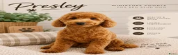 Miniature Poodle dogs for stud: MINIATURE POODLE FOX RED KC HEALTH TESTED - Advert 1