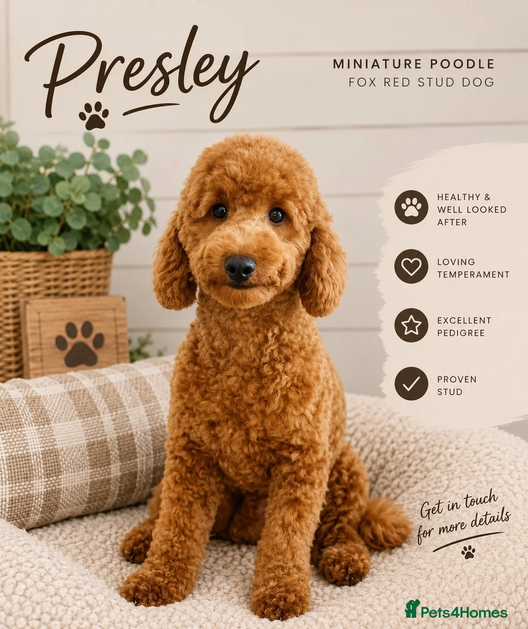 Miniature Poodle dogs for stud: MINIATURE POODLE FOX RED KC HEALTH TESTED - Advert 1