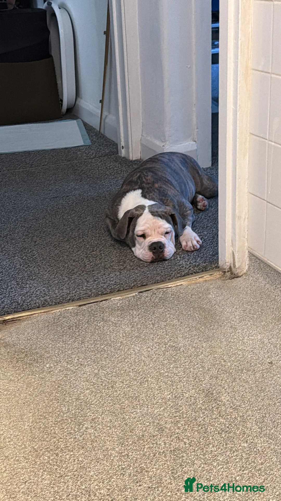 English Bulldog dogs for sale: English Bulldog in Hayes - Advert 1