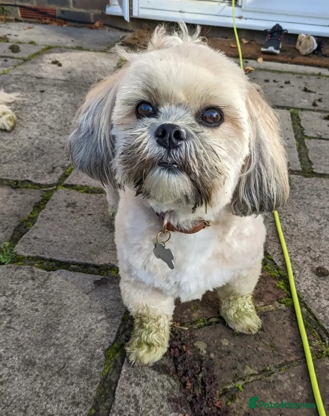 Shih Tzu dogs for sale: Female Adult Shihtzu for sale - Advert 3