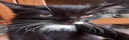 Mixed Breed cats for sale: Persian mix and Persian kittens in London - Advert 17