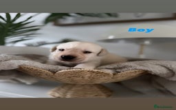 Labrador Retriever dogs for sale: Show Type Chunky Labradors  - Image 1