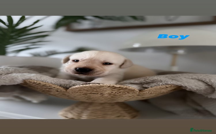 Labrador Retriever dogs - Advert 1