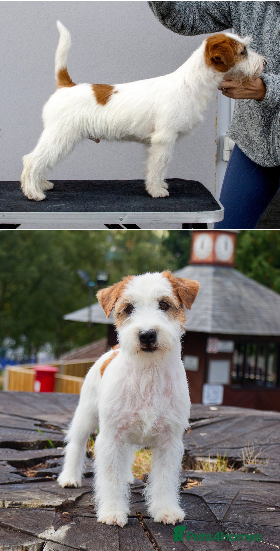 Jack Russell dogs for sale: KC registered  rough coated Jack Russell pups - Advert 3