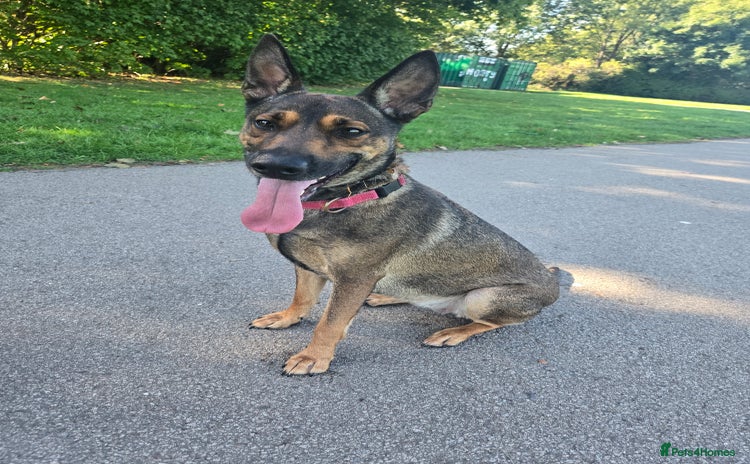 Mixed Breed dogs - Advert 4