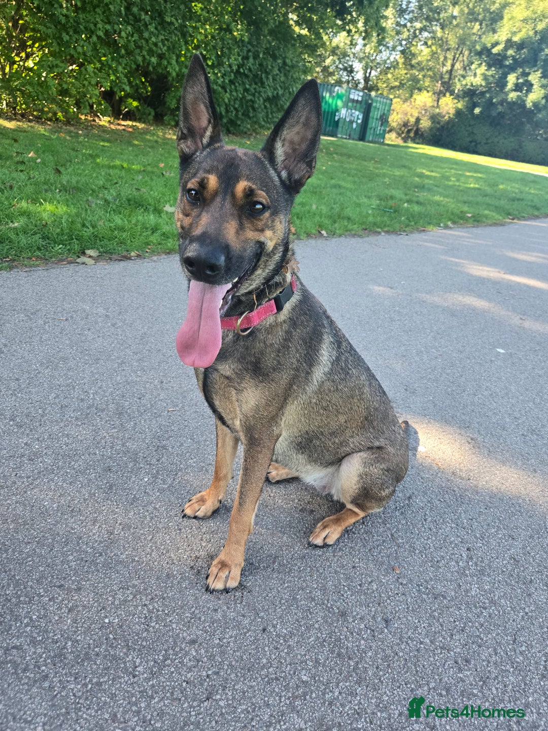Mixed Breed dogs for sale: 2yr old Female Belgium Mali x Doberman REHOME - Image 1