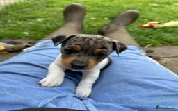 Jack Russell dogs for sale: Gorgeous Jack Russell Boys - Image 6