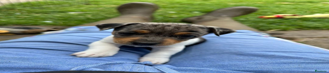 Jack Russell Puppy 3