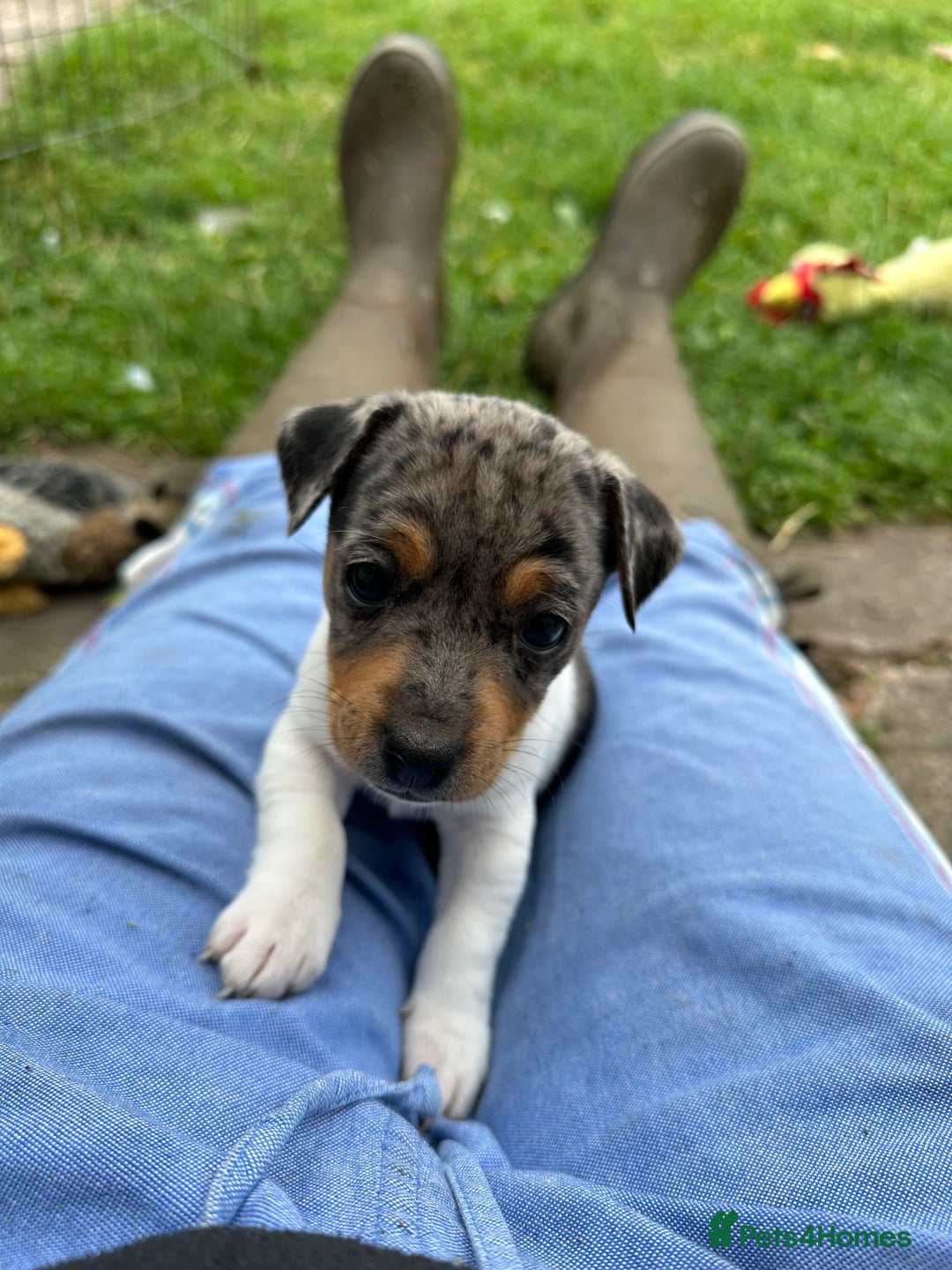 Jack Russell dogs for sale: Gorgeous Jack Russell Boys - Image 6
