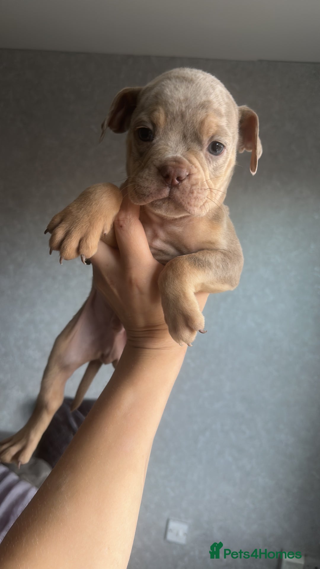 Olde English Bulldogge dogs for sale: Olde English bulldogge  - Advert 4