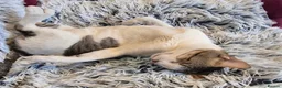 Mixed Breed cats for sale: Harvey - Advert 2