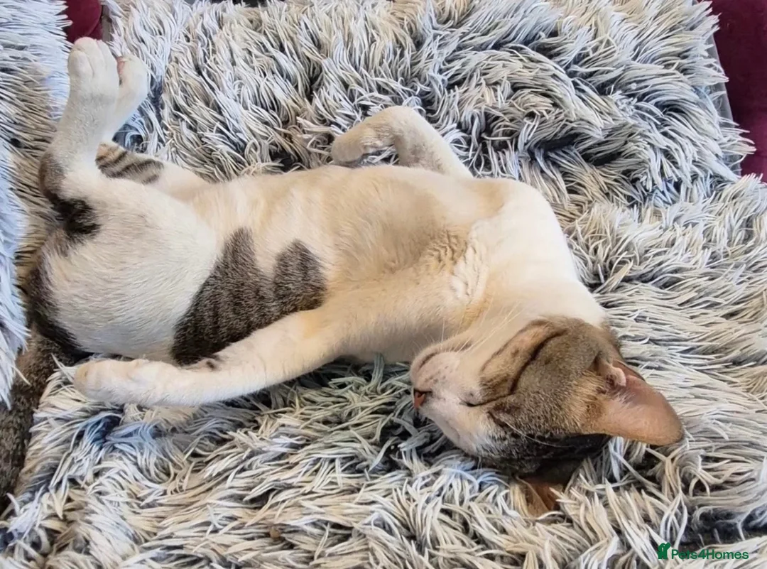 Mixed Breed cats for sale: Harvey - Advert 2