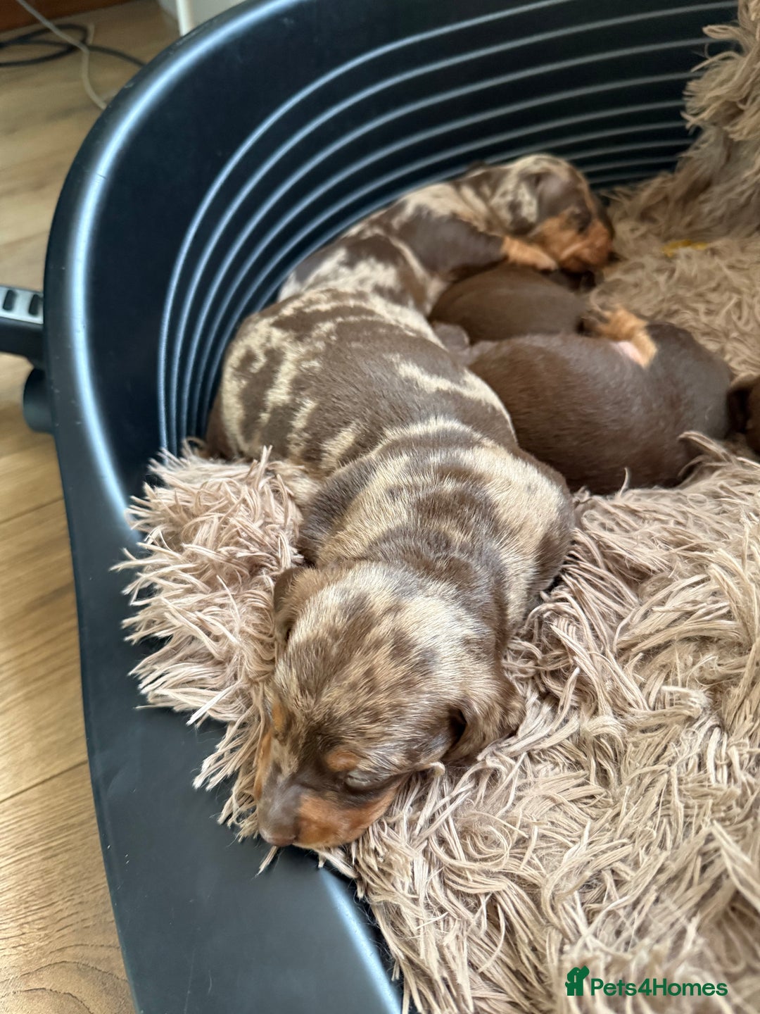 Dachshund dogs for sale: Lovely Dachshunds!  - Advert 12