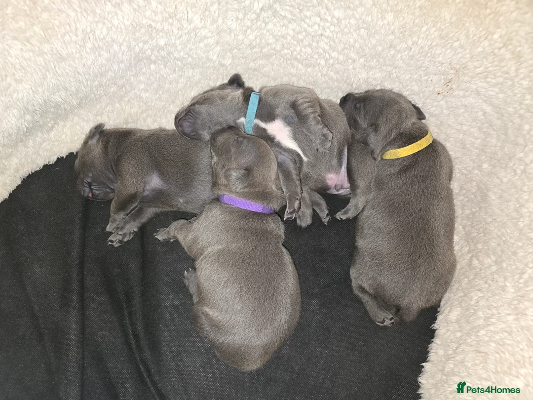 Staffordshire Bull Terrier dogs for sale: Beautiful BLUE kc registered puppies - Advert 18