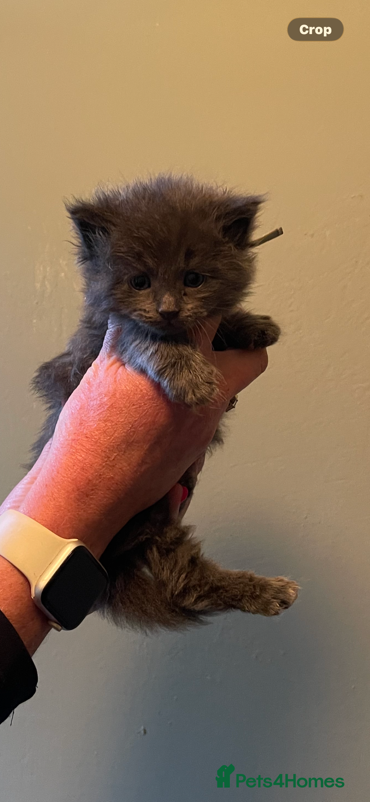 Maine Coon cats Gorgeous three quarter Maine Coon Kittens 🐈‍⬛  - Advert 2