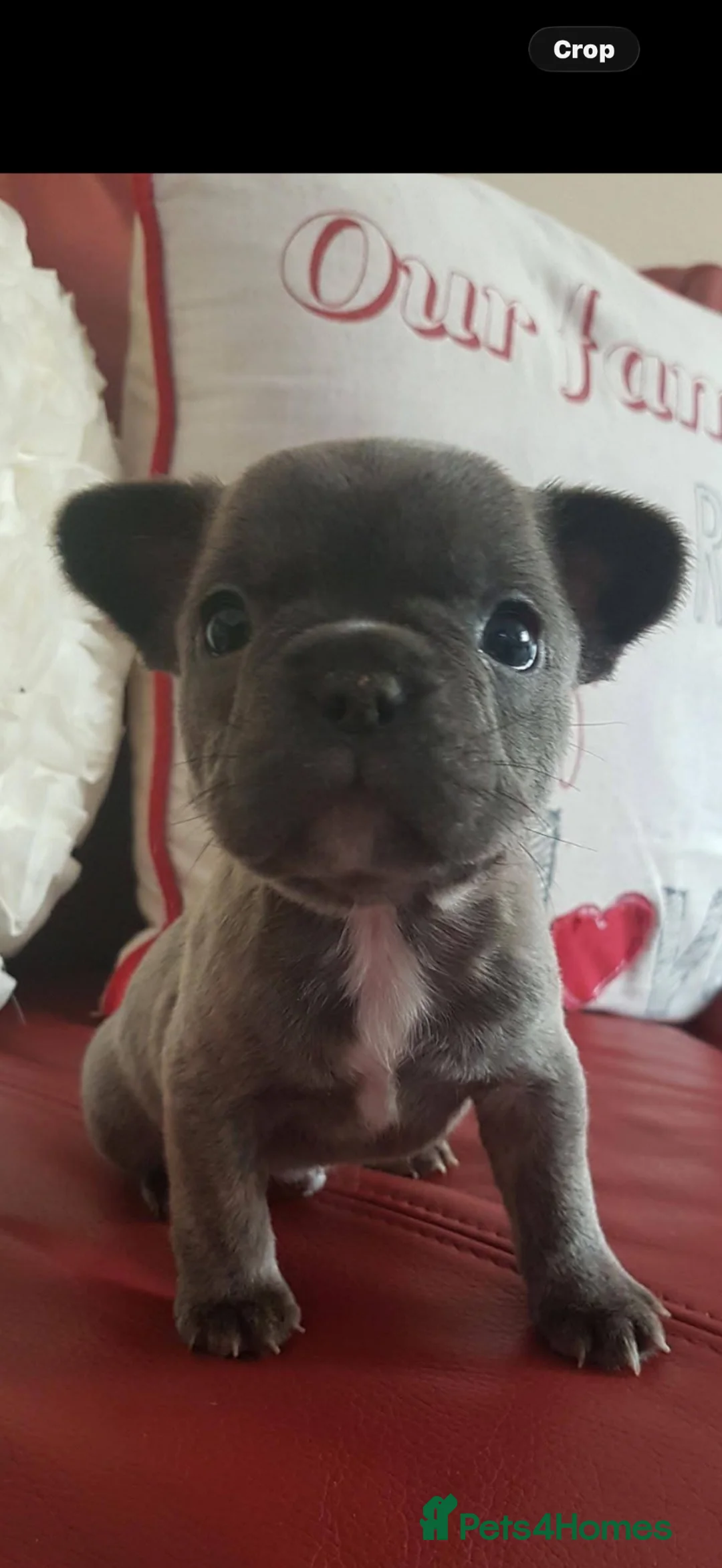 French Bulldog dogs for stud: Dog for stud in Edinburgh - Advert 2