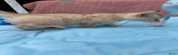 Bengal cats for sale: Snow Mink & Lynx 🩷💙 Pedigree TICA Bengal Kittens - Advert 27