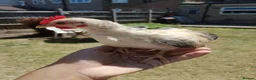 Chickens poultry for sale: Satin Silkie Mum with her 2 serama chicks  - Advert 8